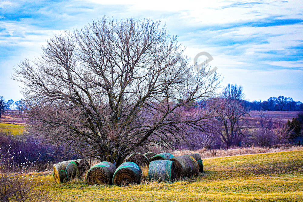 December 2024 306 Photography Art | Photos By Regan