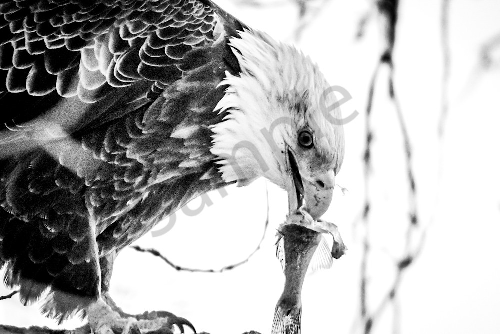 December 2024 402 Photography Art | Photos By Regan