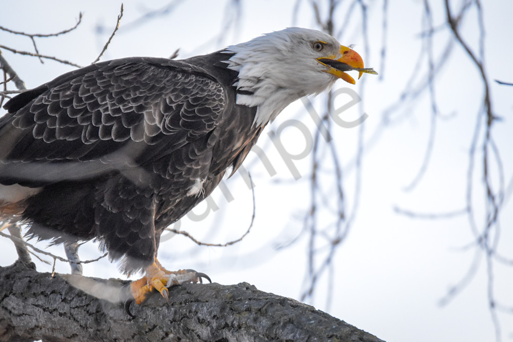 December 2024 394 Photography Art | Photos By Regan