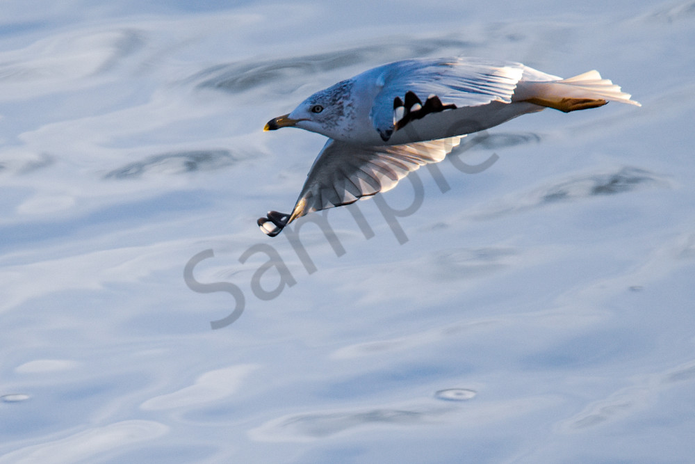 December 2024 438 Photography Art | Photos By Regan