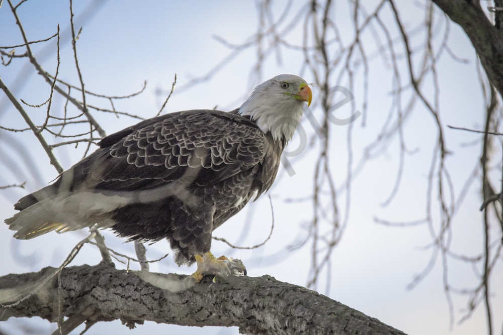 December 2024 413 Photography Art | Photos By Regan