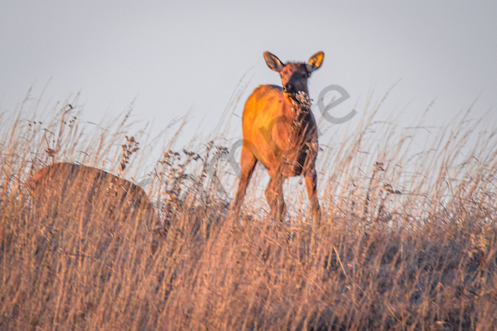 December 2024 459 Photography Art | Photos By Regan