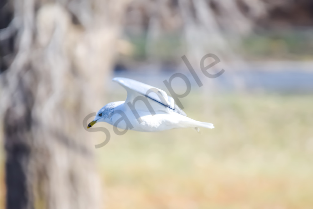 December 2024 618 Photography Art | Photos By Regan