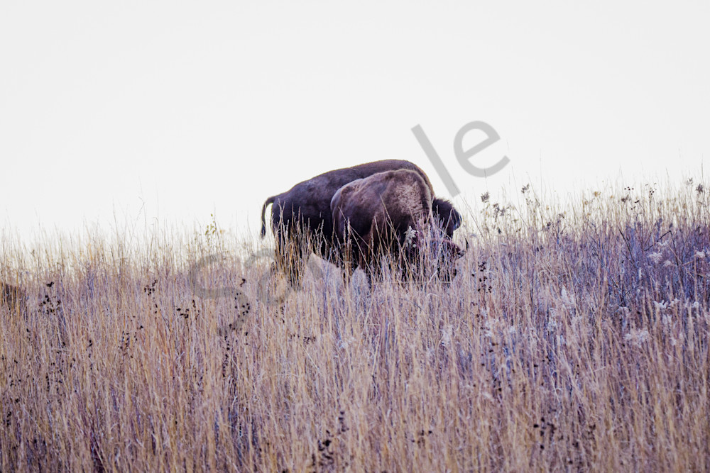 December 2024 465 Photography Art | Photos By Regan