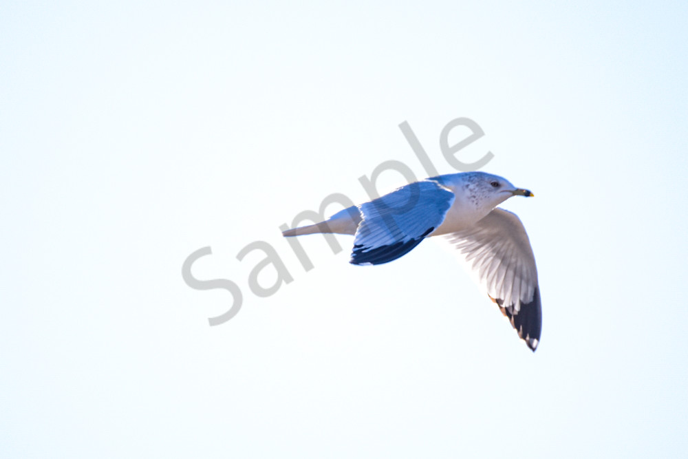 December 2024 631 Photography Art | Photos By Regan