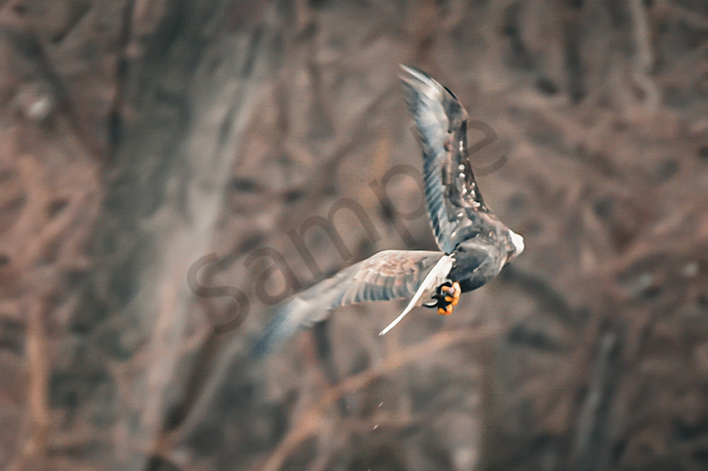 December 2025 81 Photography Art | Photos By Regan