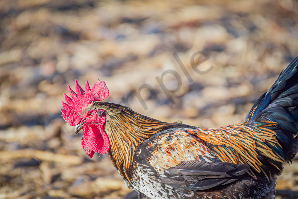 December 2025 181 Photography Art | Photos By Regan