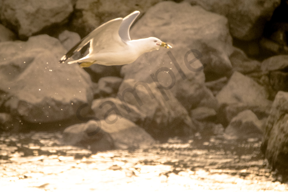 February 2024 250 Photography Art | Photos By Regan