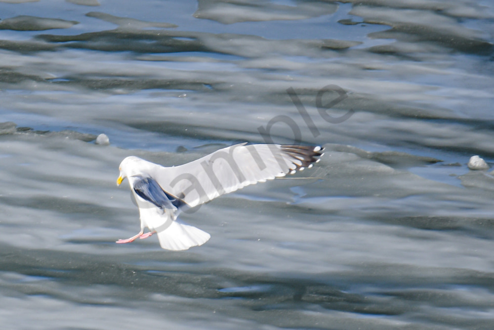 February 2024 419 Photography Art | Photos By Regan