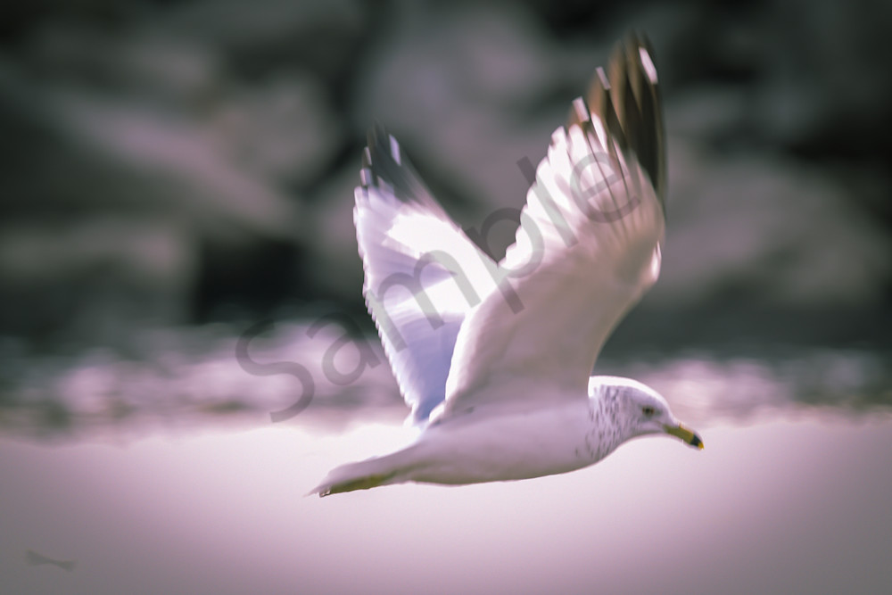 February 2024 264 Photography Art | Photos By Regan