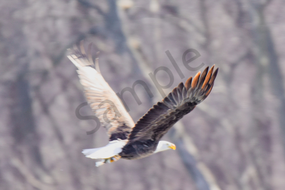 February 2024 523 Photography Art | Photos By Regan