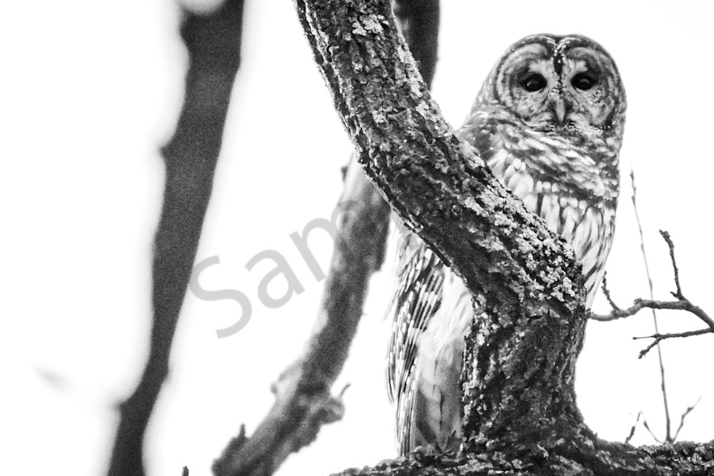 February 2024 606 Photography Art | Photos By Regan