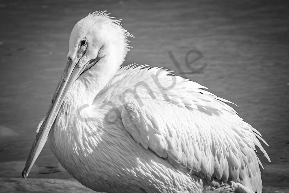 February 2024 854 Photography Art | Photos By Regan