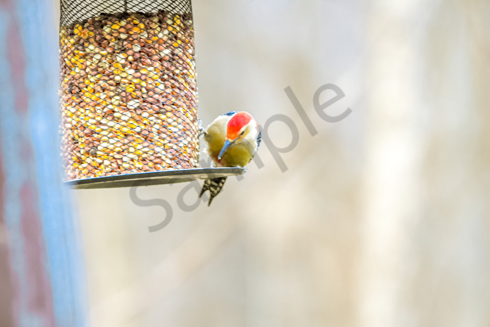 February 2024 780 Photography Art | Photos By Regan