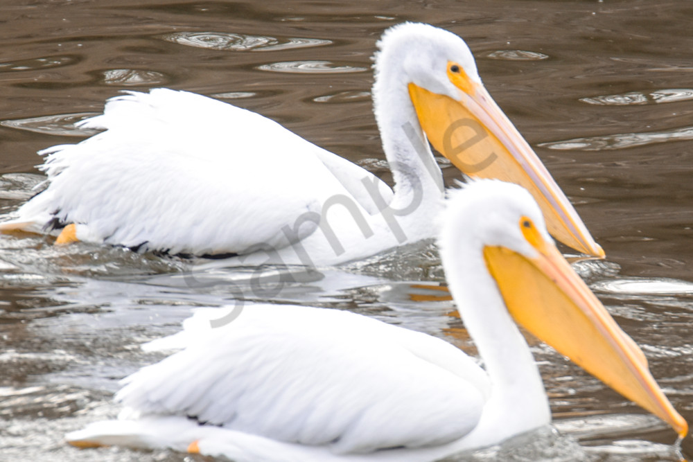 February 2025 278 Photography Art | Photos By Regan