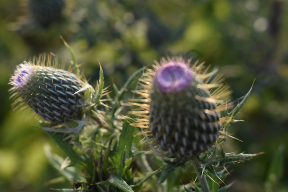 Full Year 2022 102 Photography Art | Photos By Regan