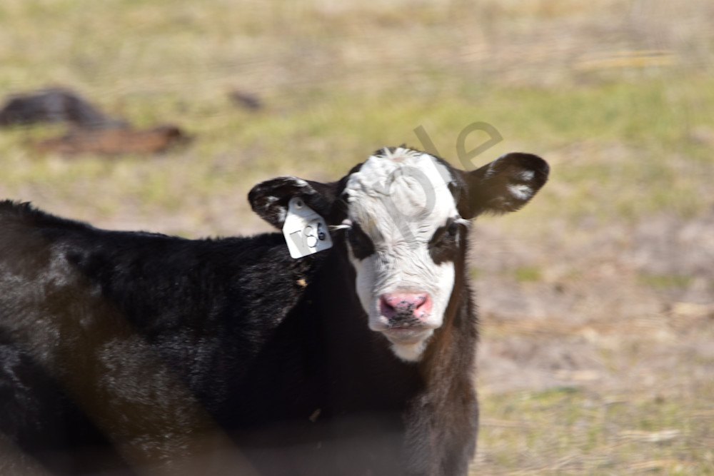 Full Year 2022 710 Photography Art | Photos By Regan