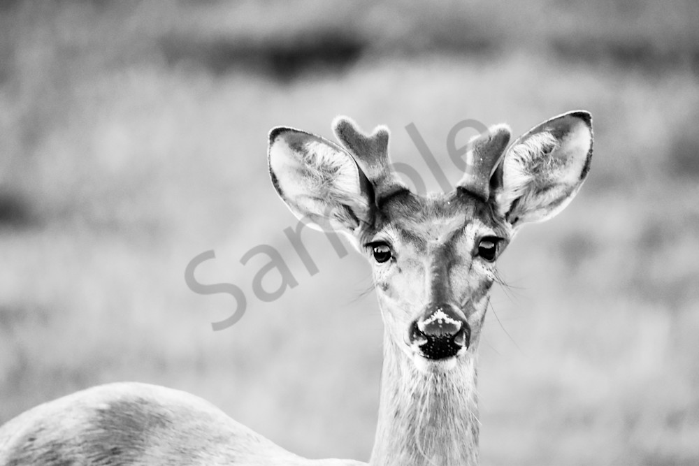 Full Year 2023 707 Photography Art | Photos By Regan