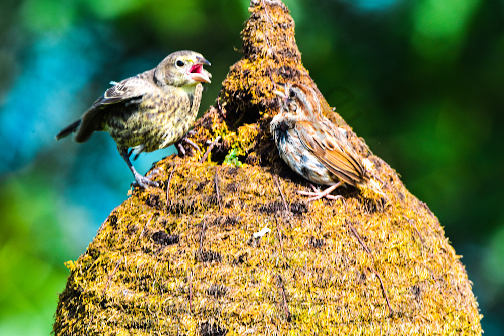 Birds of Buzzards Bay