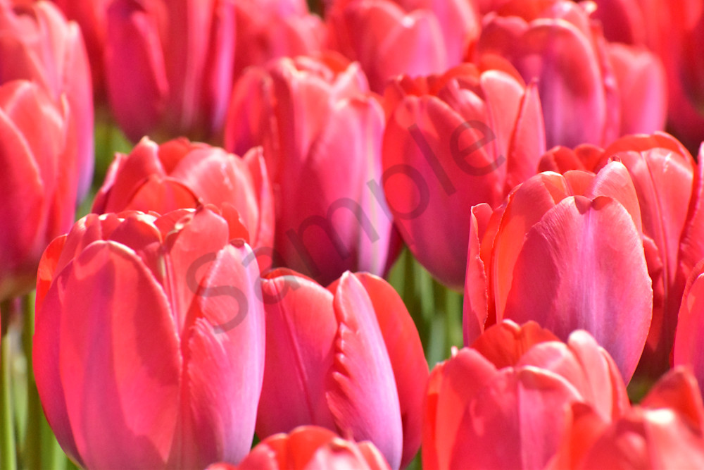 Full Year 2023 1019 Photography Art | Photos By Regan