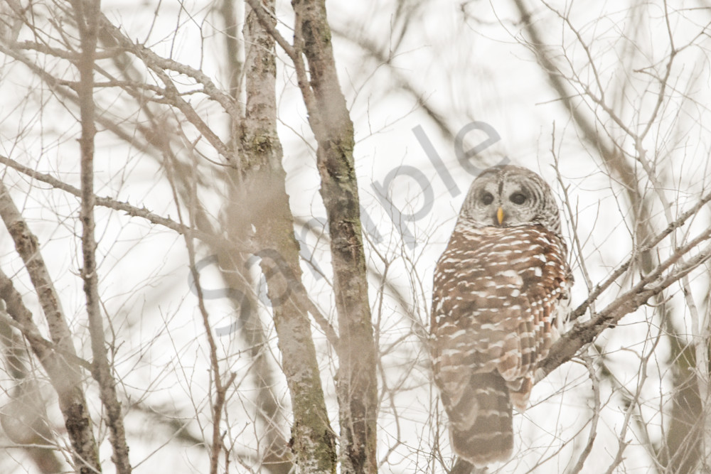 January 2024 39 Photography Art | Photos By Regan