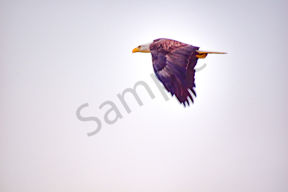 January 2024 82 Photography Art | Photos By Regan