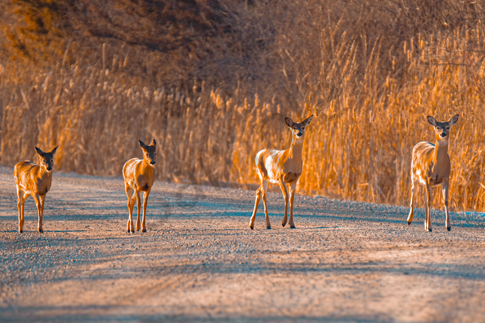 January 2025 294 Photography Art | Photos By Regan