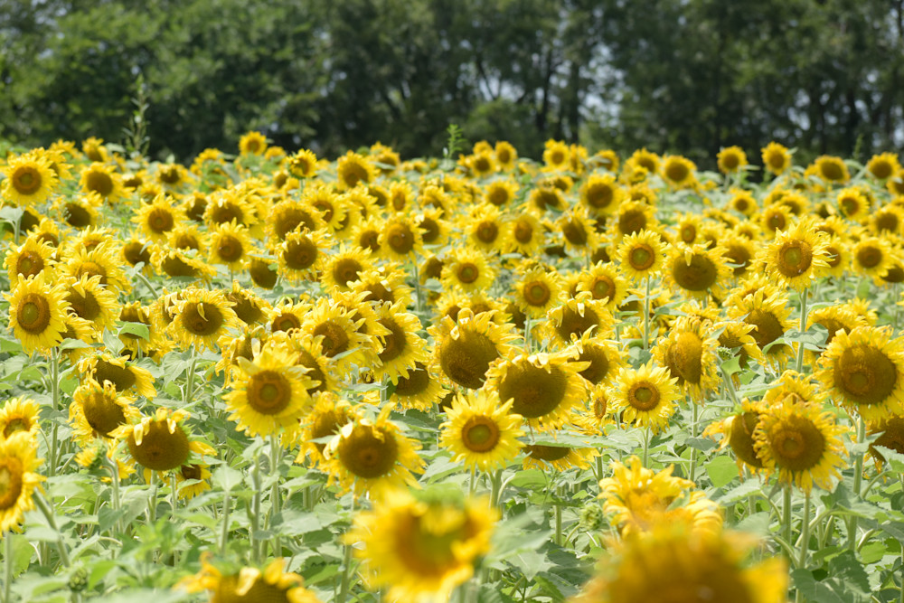 July 2024 23 Photography Art | Photos By Regan