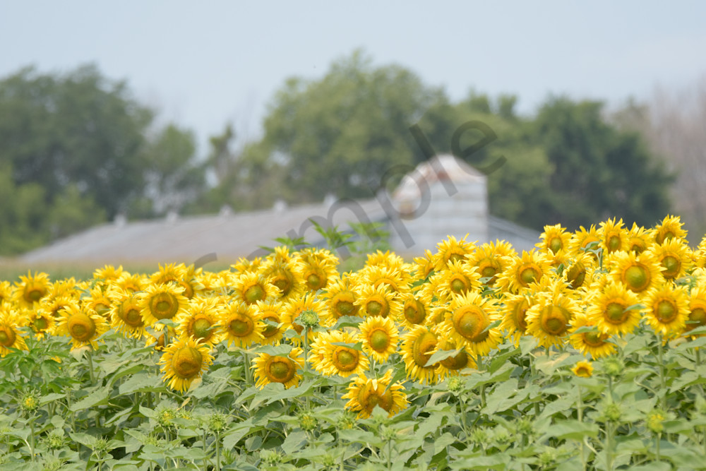 July 2024 105 Photography Art | Photos By Regan