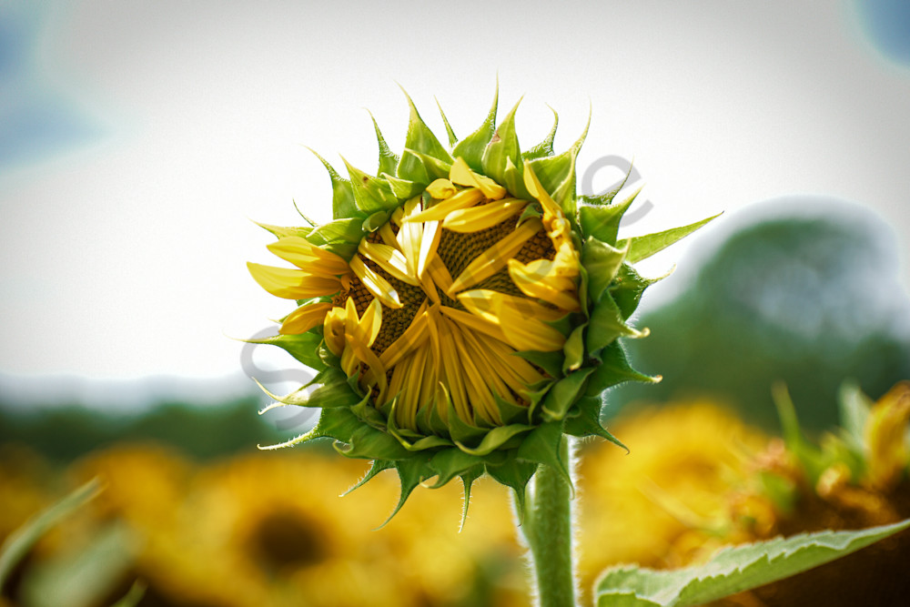 July 2024 62 Photography Art | Photos By Regan