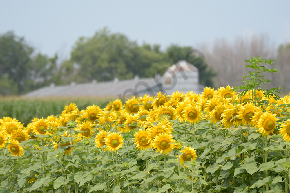 July 2024 114 Photography Art | Photos By Regan