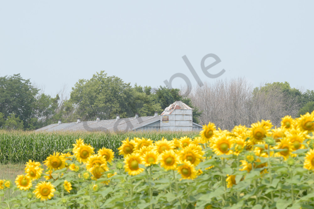 July 2024 125 Photography Art | Photos By Regan