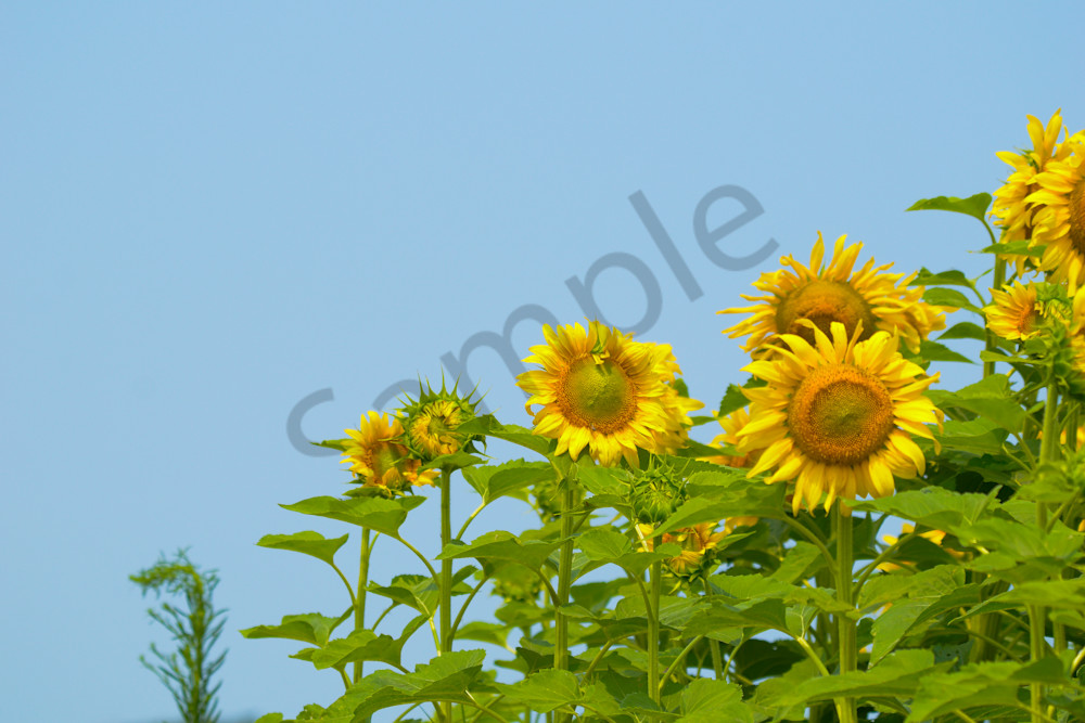 July 2024 145 Photography Art | Photos By Regan