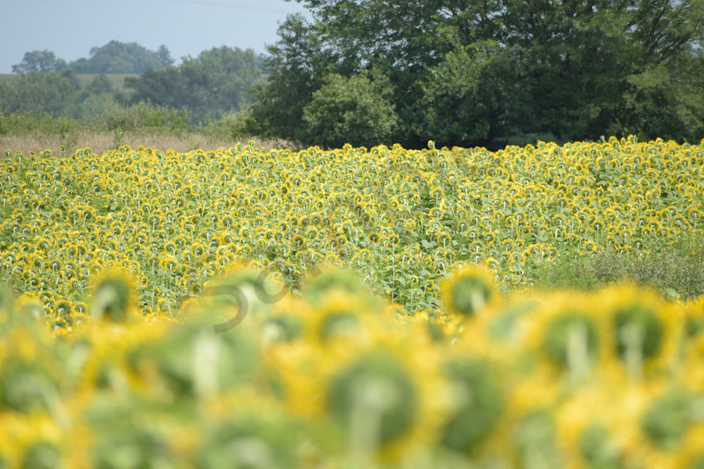 July 2024 14 Photography Art | Photos By Regan