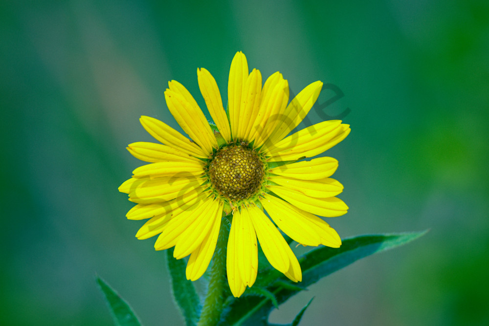 July 2024 188 Photography Art | Photos By Regan