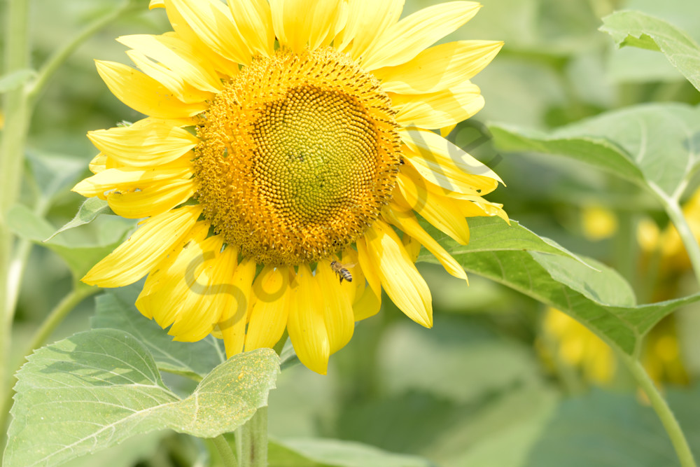 July 2024 139 Photography Art | Photos By Regan