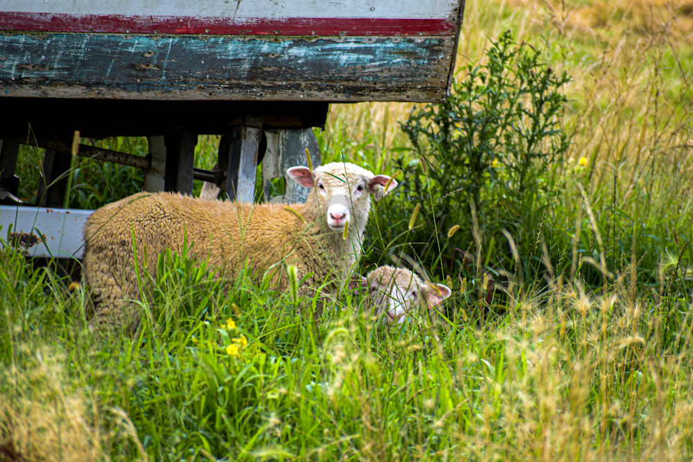 July 2024 221 Photography Art | Photos By Regan