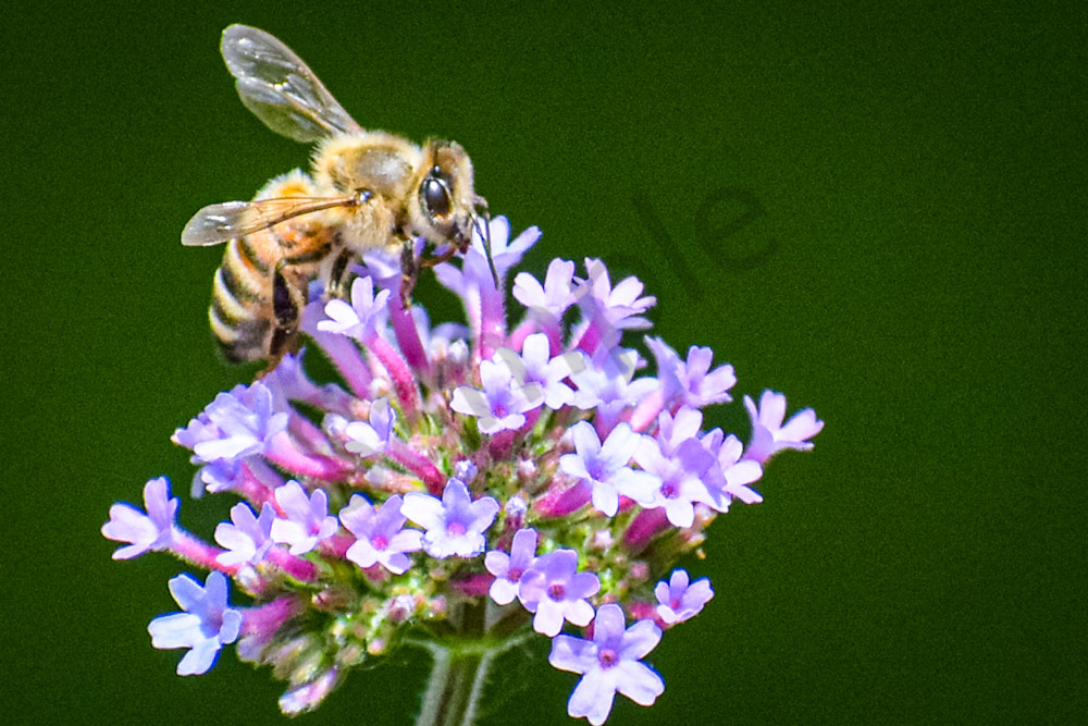 July 2025 1015 Photography Art | Photos By Regan