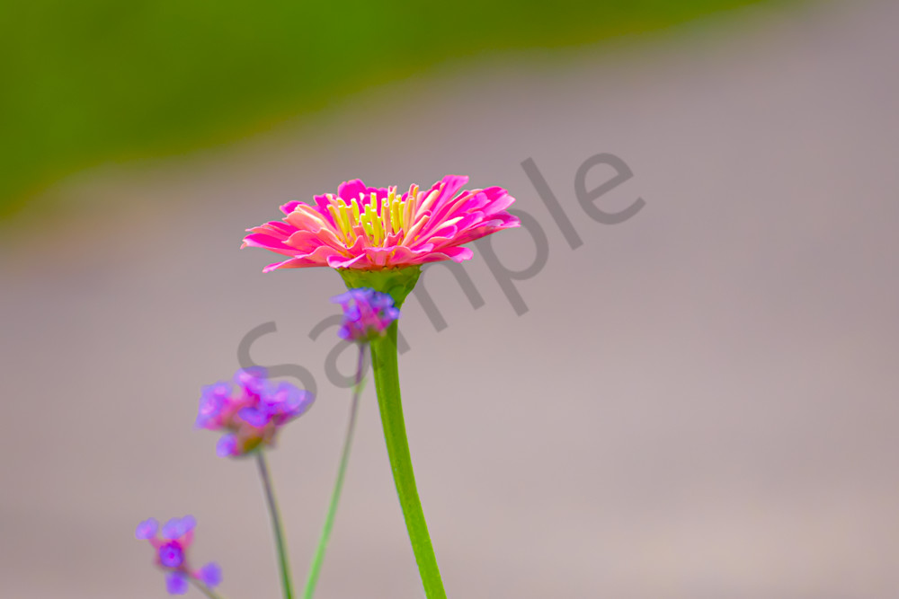 July 2025 966 Photography Art | Photos By Regan