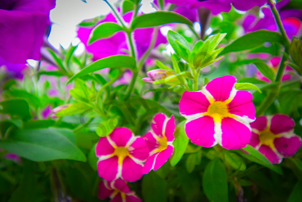 July 2025 642 Photography Art | Photos By Regan