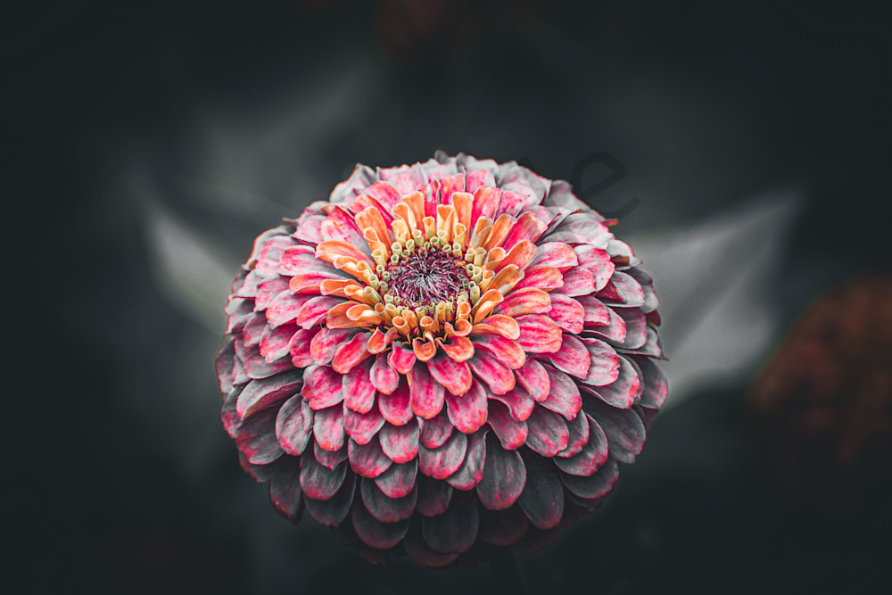 July 2025 1041 Photography Art | Photos By Regan