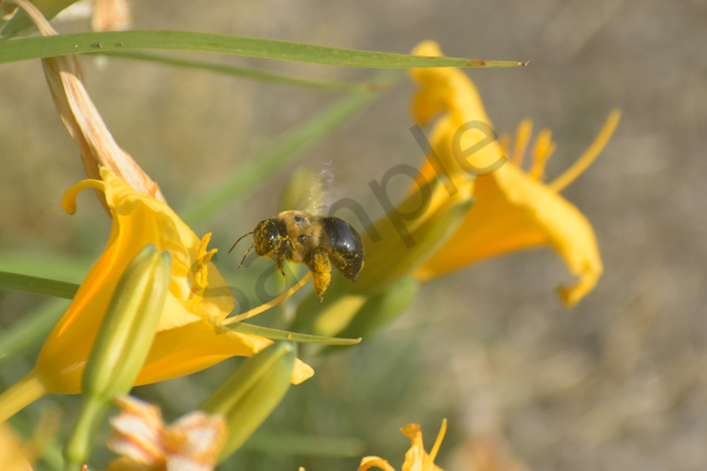 June 2024 157 Photography Art | Photos By Regan