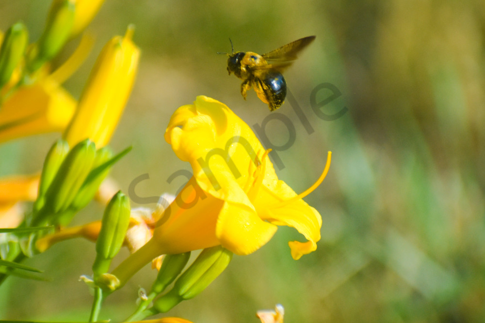 June 2024 146 Photography Art | Photos By Regan