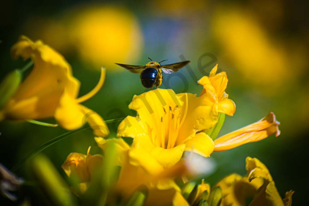 June 2024 147 Photography Art | Photos By Regan