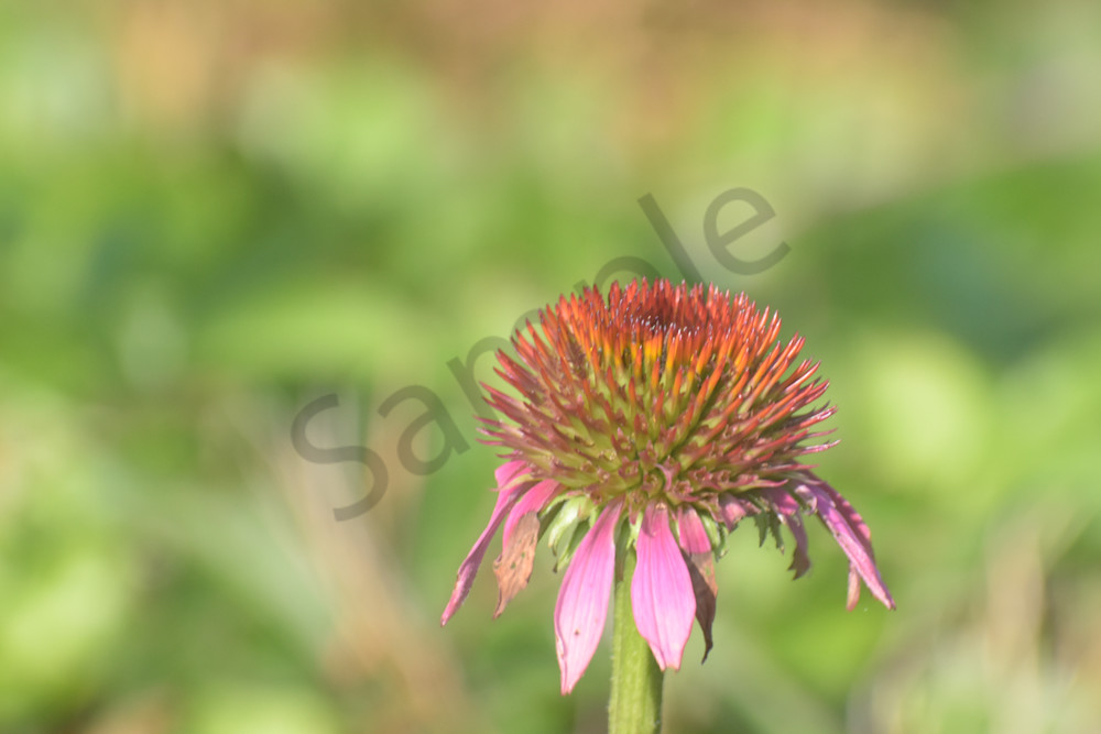 June 2024 169 Photography Art | Photos By Regan