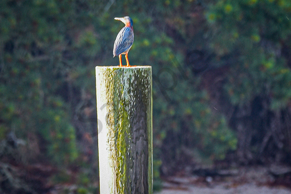 June 2024 452 Photography Art | Photos By Regan