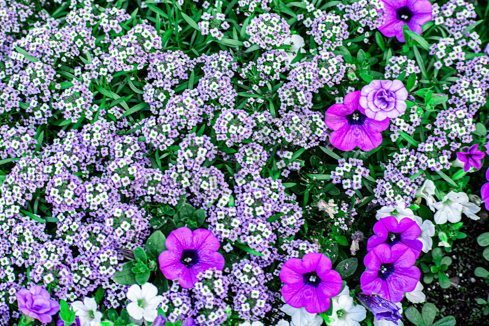 June 2024 765 Photography Art | Photos By Regan