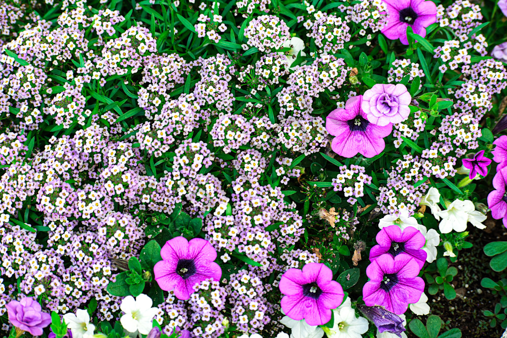 June 2024 766 Photography Art | Photos By Regan