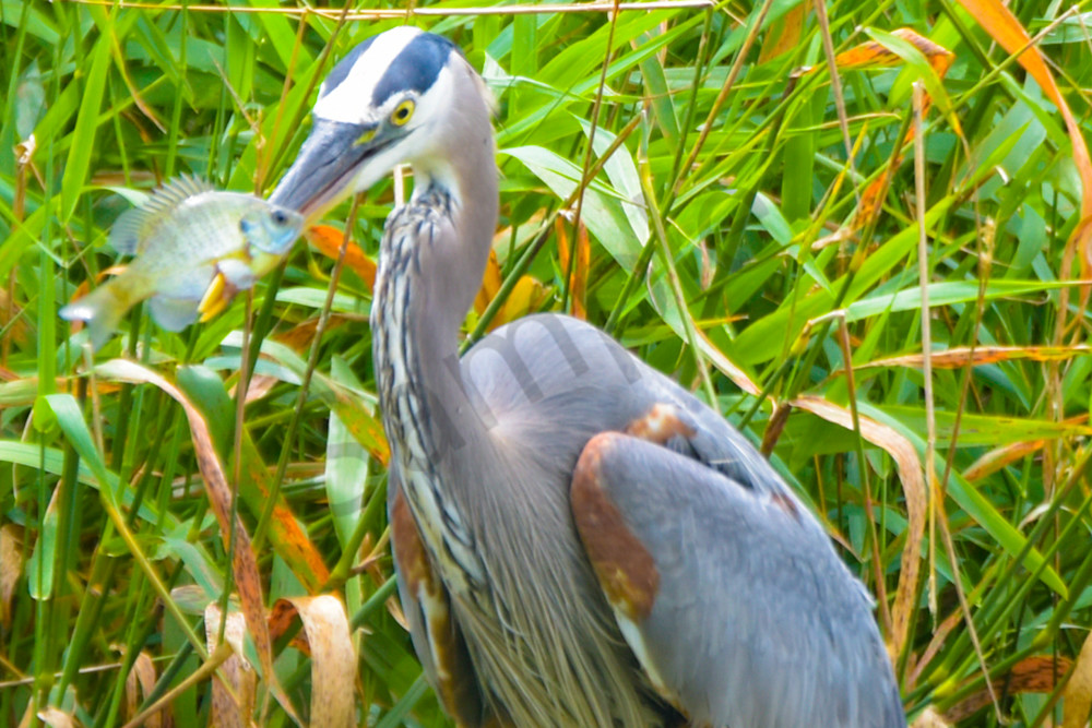 June 2025 113 Photography Art | Photos By Regan