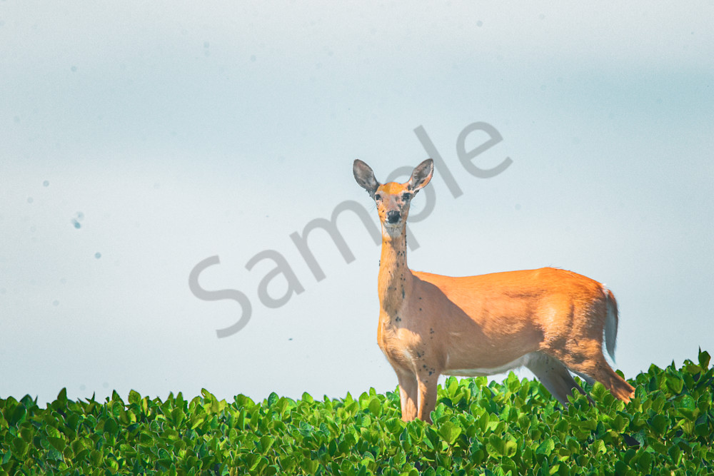 June 2025 9 Photography Art | Photos By Regan